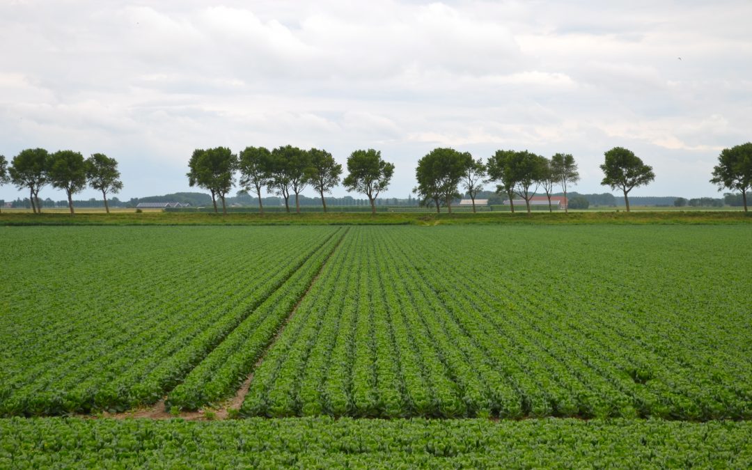 Goeree-Overflakkee, eiland gemaakt om te boeren