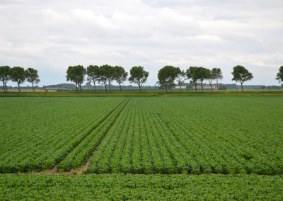 Goeree-Overflakkee, eiland gemaakt om te boeren