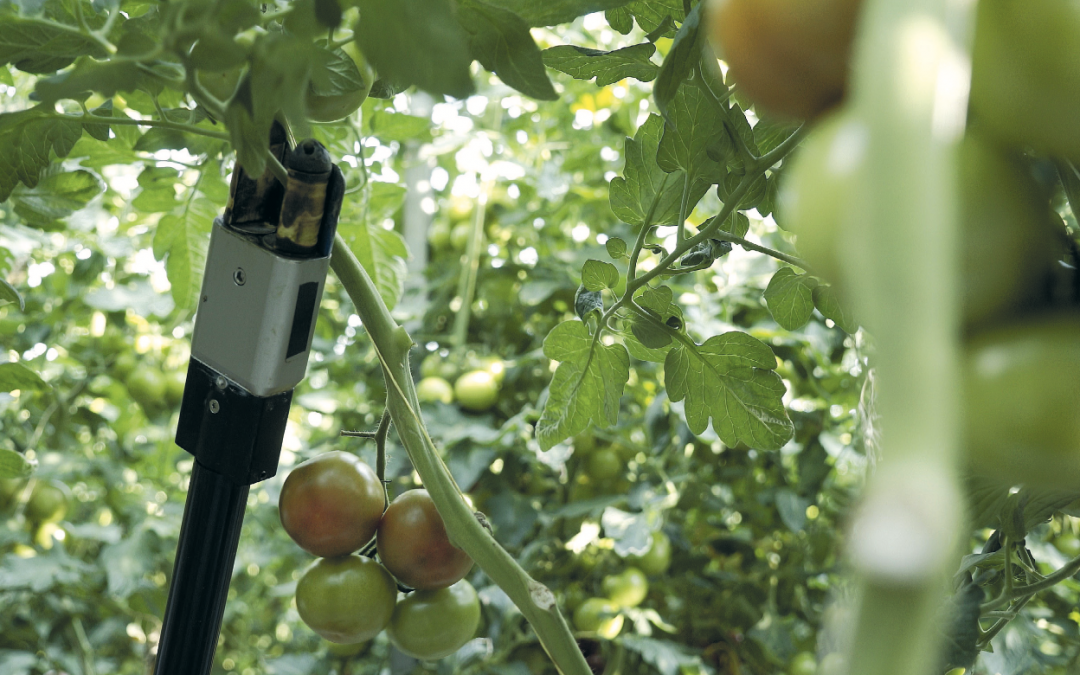 Robotisering in de tuinbouw