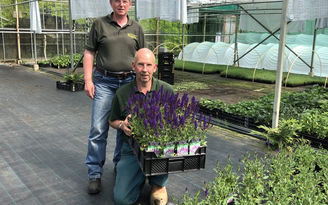 Kwekerij Bazuin veredelt eigen Salvia’s