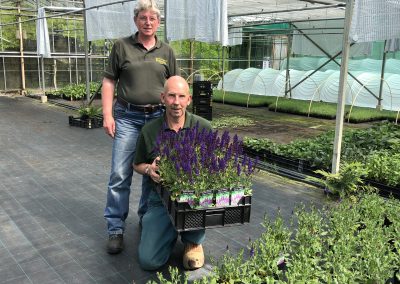 Kwekerij Bazuin veredelt eigen Salvia’s