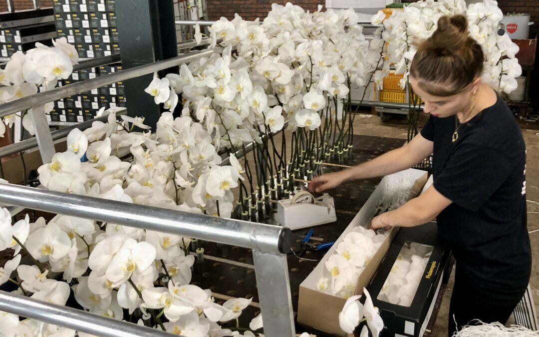 Snij-phalaenopsis populair als decoratieve luxe bloem