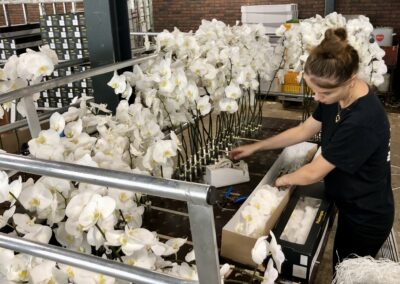 Snij-phalaenopsis populair als decoratieve luxe bloem