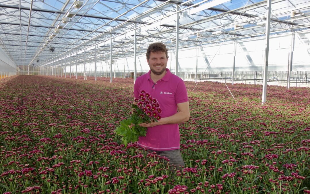 Vitale chrysanten telen met Biostimulanten en zonder te stomen