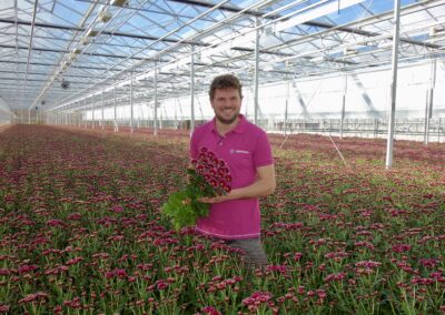 Vitale chrysanten telen met Biostimulanten en zonder te stomen